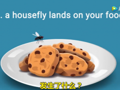 科学解释：苍蝇是怎么污染你的食物