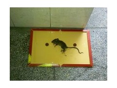 一只在粘鼠板上的老鼠，它的结局会如何呢？