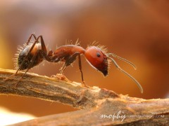 家庭常见小黄蚂蚁防治技术