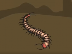 如何分辨马陆蜈蚣蚰蜒