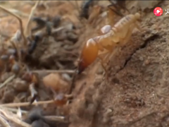 林下生命：侦察兵带领蚂蚁们找到了白蚁的根据地，一场突袭来临了