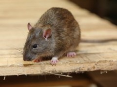 【知识短片】鼠类习性与特点