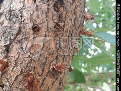 林木蛀干害虫防治技术