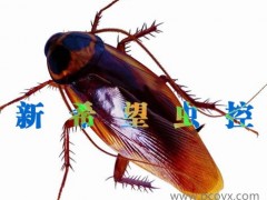 供应东莞蟑螂药图1