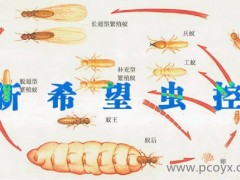 供应东莞白蚁药图1