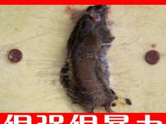 粘鼠板自动化生产设备图1