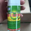 绿僵菌灭白蚁