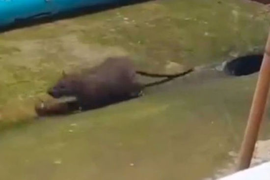 老鼠被恶作剧者用美食诱惑愚弄视频走红网络