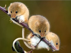 得硕粘鼠板，超强力粘鼠板图1