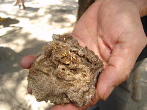 u=4285774534,1538749687&fm=21&gp=0