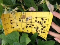 粘虫板 灭蝇灯专用粘虫板图1