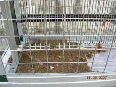 2X20W箱体式室外电击灭蚊灯图2