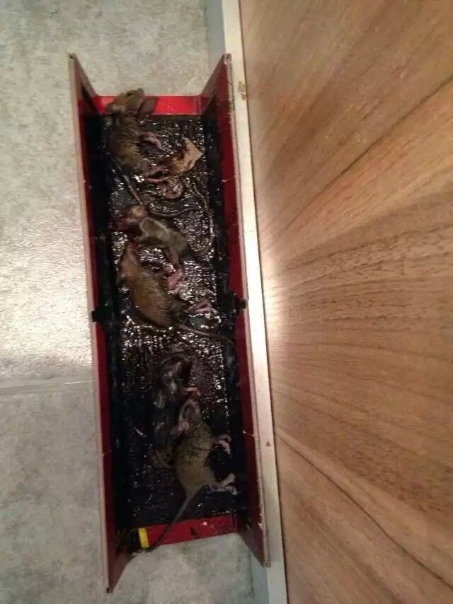 QQ图片20160319000058