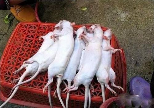 分尸腌制油炸死鼠 惊爆!把老鼠变成乳鸽全过程（图）