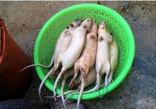 分尸腌制油炸死鼠 惊爆!把老鼠变成乳鸽全过程（图）