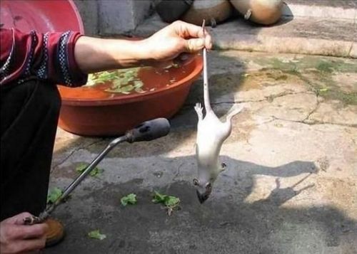 分尸腌制油炸死耗子 惊爆!把老鼠变成乳鸽全过程(图) 分尸腌制油炸死鼠 惊爆!把老鼠变成乳鸽全过程(图)