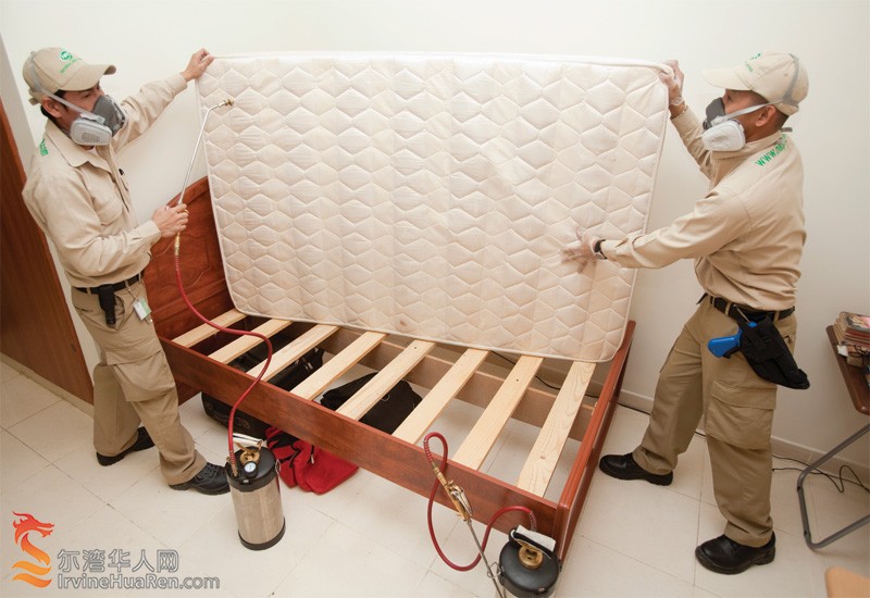 Bed-bug-removal.jpg