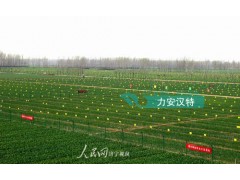 【厂家直销】批发粘虫纸黄板/蓝板-双面 诱杀白粉虱叶蝉蓟马等图2