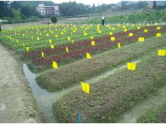 【厂家直销】批发粘虫纸黄板/蓝板-双面 诱杀白粉虱叶蝉蓟马等图3