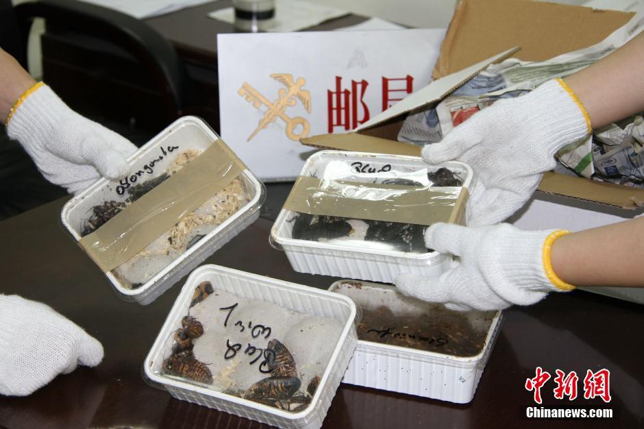 成都海关查获非法大蟑螂 体积是国内昆虫3倍