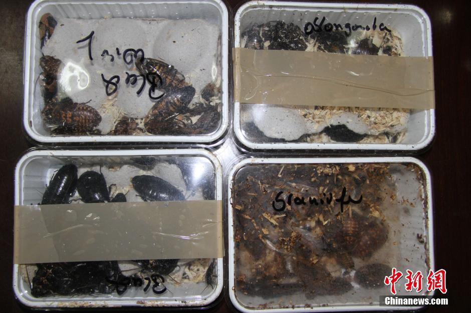 成都海关查获非法大蟑螂 体积是国内昆虫3倍