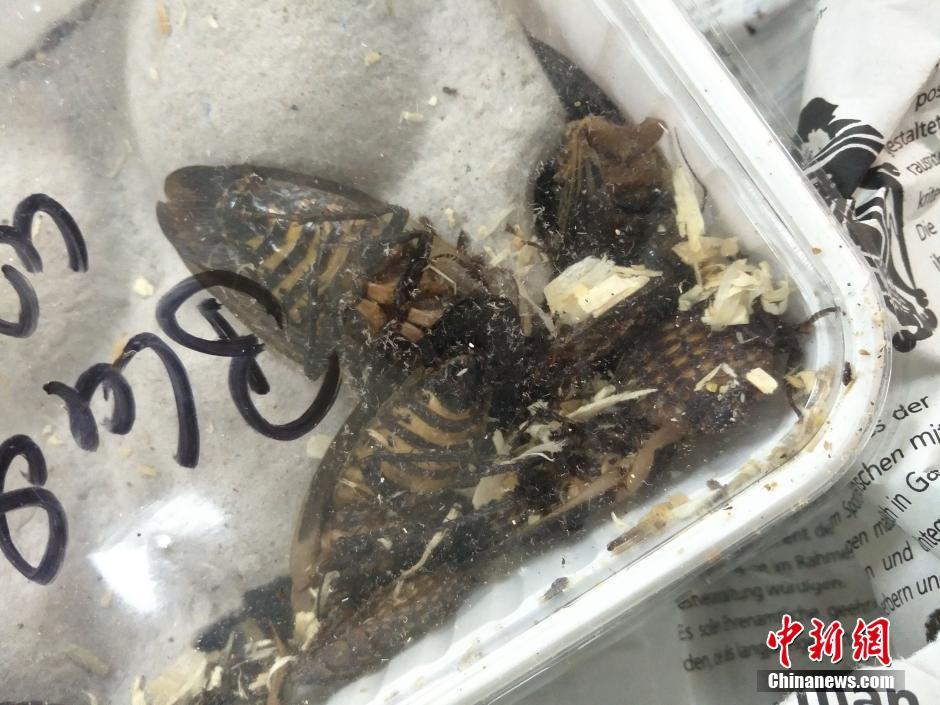 成都海关查获非法大蟑螂 体积是国内昆虫3倍