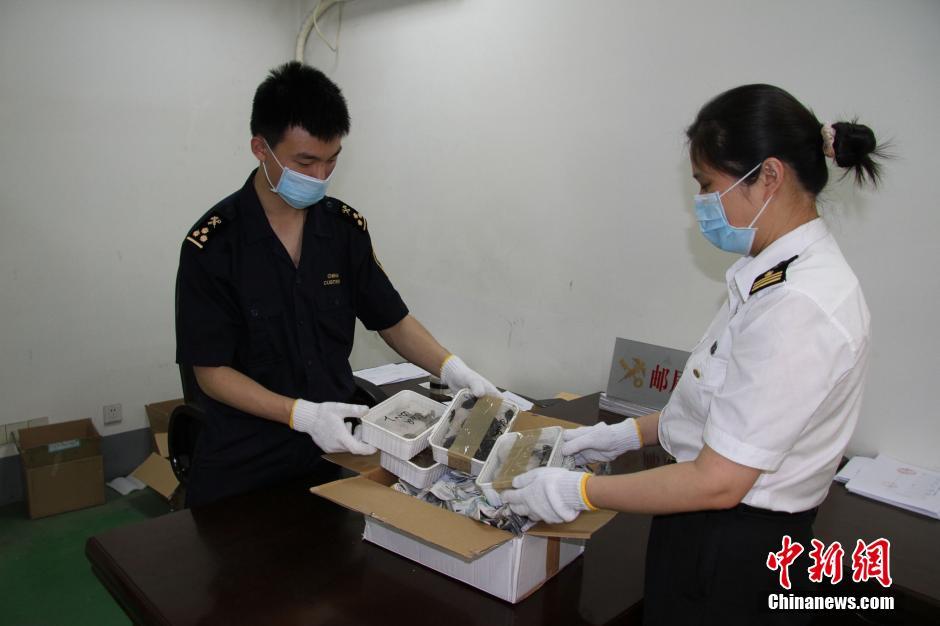 成都海关查获非法大蟑螂 体积是国内昆虫3倍