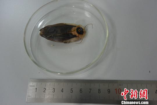 成都截获的从德国入境昆虫为死人头蟑螂和马达加斯加发声蠊