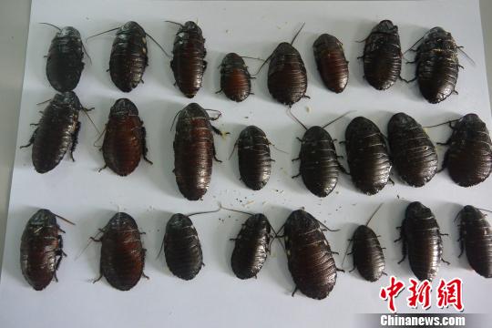 成都截获的从德国入境昆虫为死人头蟑螂和马达加斯加发声蠊