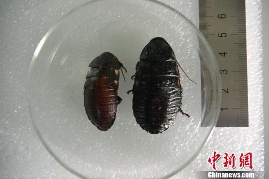 成都截获的从德国入境昆虫为死人头蟑螂和马达加斯加发声蠊