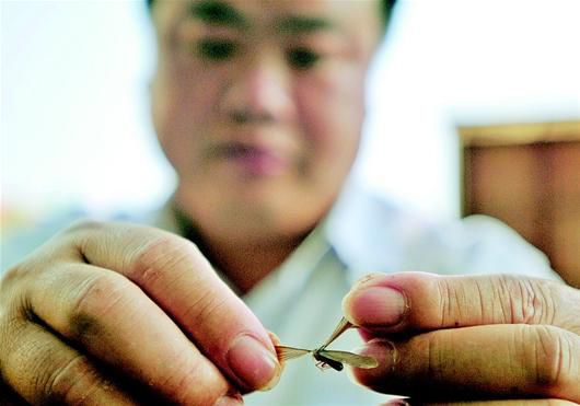 图文：小区白蚁肆虐