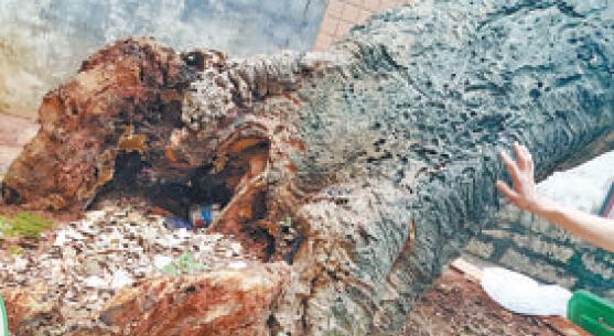 厦门200岁老榕根部被白蚁咬空 市民担心倒下伤人