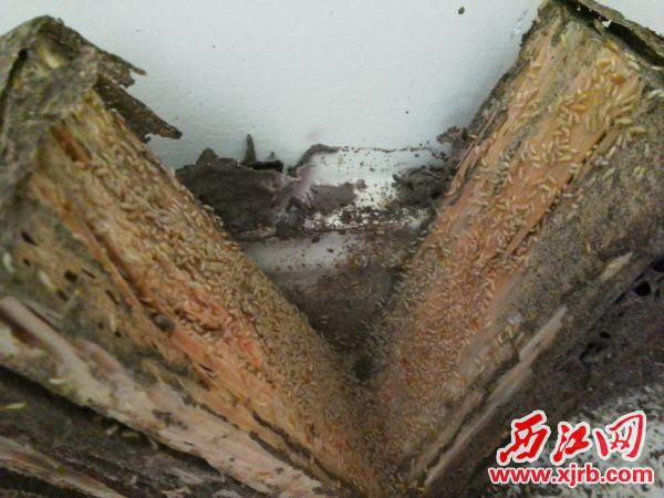 被白蚁破坏的家具。