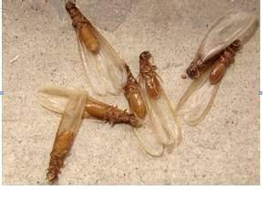 南宁进入白蚁飞分期 专家支招探寻屋内是否有白蚁