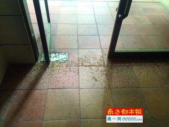 专家称灭白蚁关键要灭杀蚁王和蚁后