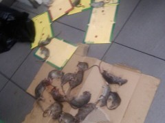 西安灭老鼠，西安专业灭鼠公司图3