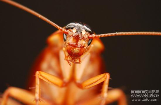 英国科学家：小强的咬力竟然是人的5倍