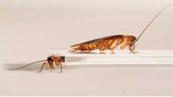 蟑螂咋这么难杀呢？关键在这