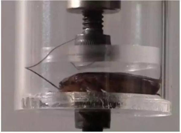 蟑螂咋这么难杀呢？关键在这