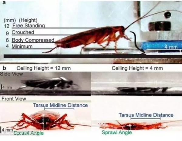 蟑螂咋这么难杀呢？关键在这