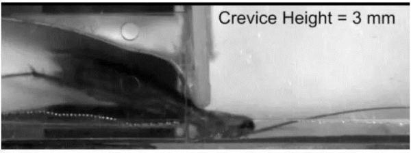 蟑螂咋这么难杀呢？关键在这