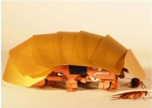 蟑螂咋这么难杀呢？关键在这