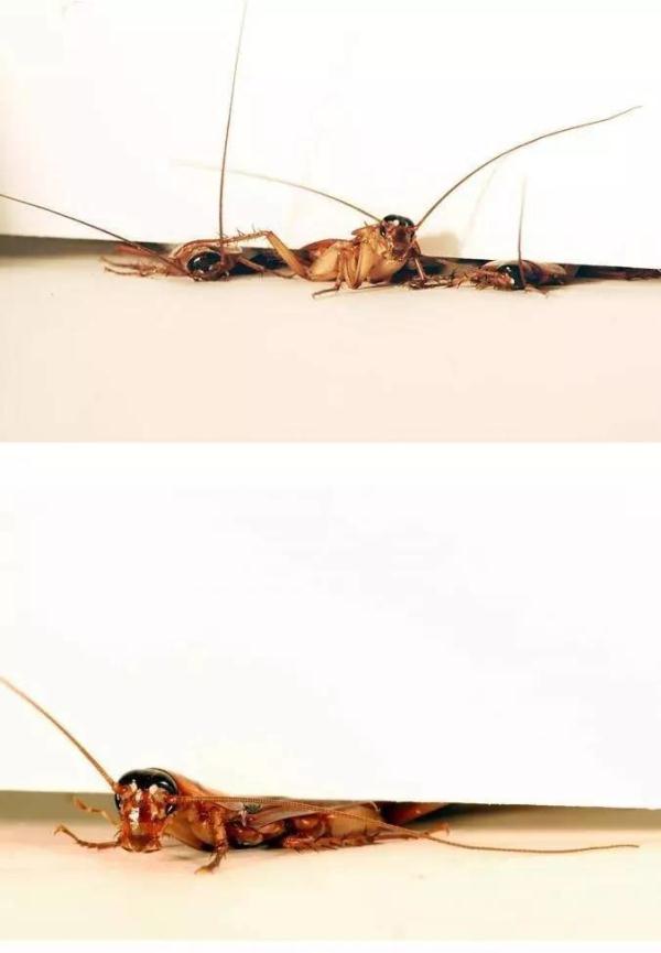 蟑螂咋这么难杀呢？关键在这