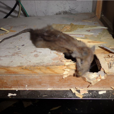 闻到死老鼠的味道，如何快速找到死老鼠（资深灭鼠员实例，组图）