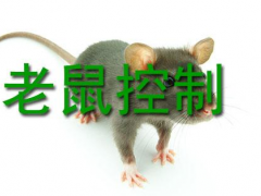 同诚灭鼠图1