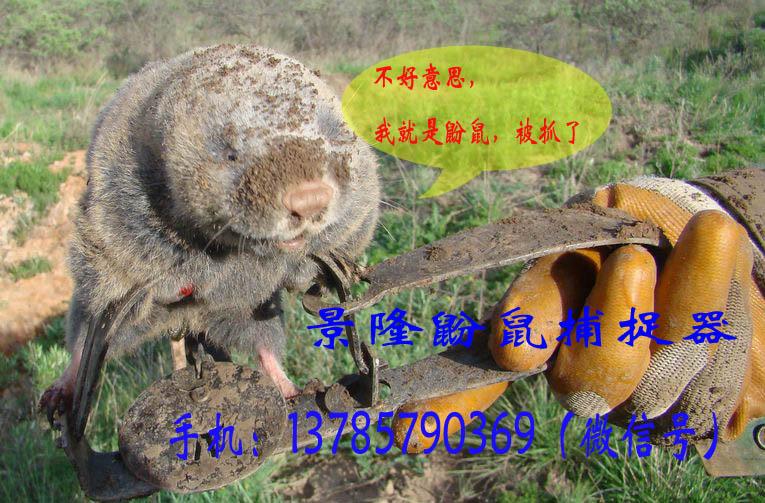 鼢鼠被抓图片
