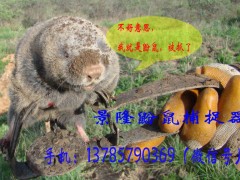 景隆1018鼢鼠捕捉器 金属老鼠夹 厂家批发图1
