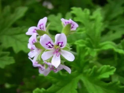 广州蚊媒防控6成不达标！拿出了终极武器