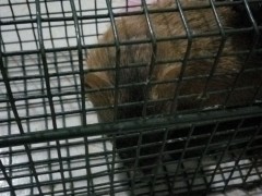 黄鼠狼专用捕捉笼 黄鼬捕捉器 臭鼬笼子图3