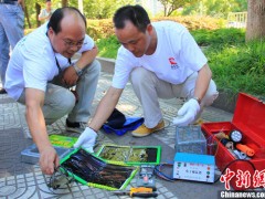 黄冈捕鼠服务图2